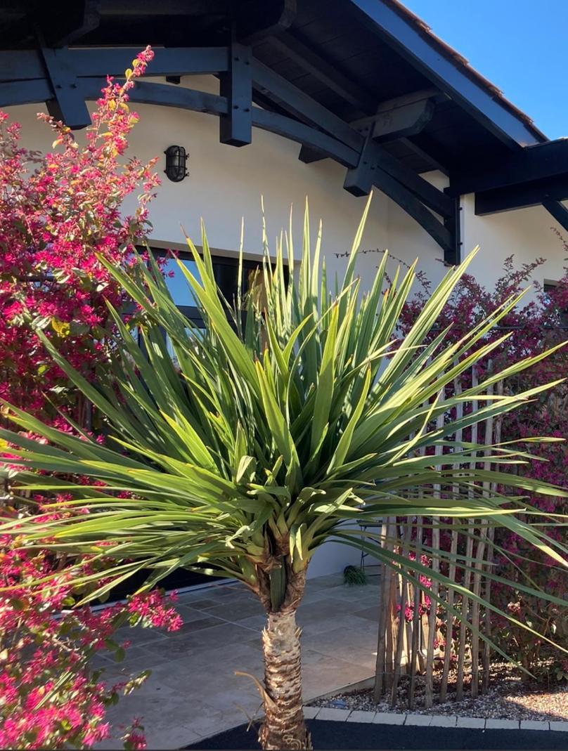 Hotel Particulier - Les Lodges Du Bassin D'Arcachon- Petit-Dejeuner Sur Demande- Prestations Haut De Gamme Gujan-Mestras Exteriör bild